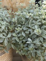 Pittosporum tenuifolium Variegata, summer June