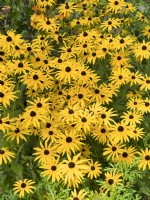 Rudbeckia fulgida