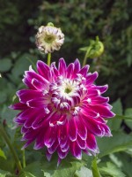 Dahlia  ' Vancouver'