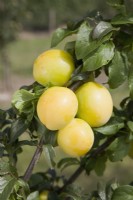 Cherry Plum (Mirabelle hybrid) - Prunus cerasifera 'Golden Sphere'