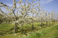 Sweet Cherry Trees in Blossom