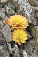 Sempervivum 'Gold Nugget' - Houseleek