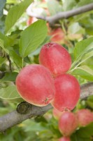 Apple - Malus domestica 'Katy'