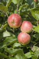 Apple - Malus domestica 'Kidd's Orange Red'