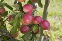 Apple - Malus domestica 'Worcester Pearmain'