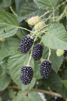Blackberry - Rubus fruticosus 'Tupi'