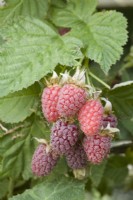 Loganberry - Rubus Ã— loganobaccus 'Ly 59'