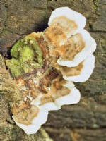 Trametes versicolor - turkey tail fungus on tree stump