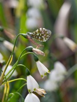 Anthocharis cardamines male Orange Tip butterfly resting on Leucojum aestivum Spring April