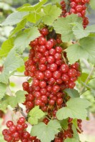Redcurrant - Ribes rubrum 'Red Lake'
