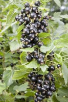 Blackcurrant - Ribes nigrum 'Ben Dorain'