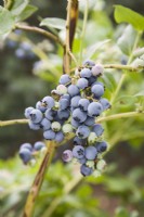 Blueberry - Vaccinium 'Earliblue'
