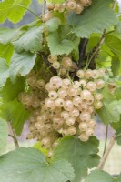 Whitecurrant - Ribes rubrum 'White Versailles' (syn. Versailles Blanche'