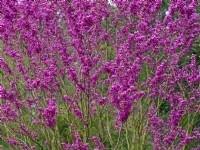 Cercis chinensis avondale - Chinese red bud  April  Spring