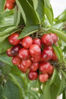 Sweet Cherry - Prunus avium 'Lapins' syn. 'Cherokee'