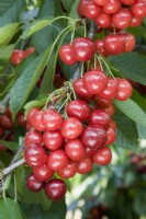 Sweet Cherry - Prunus avium 'Sunburst'