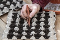 Daucus carota subsp. sativus - Placing germinated carrot seeds in egg trays