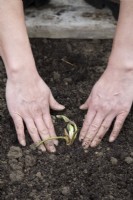 Planting Coldstored Frozen Strawberry Plants