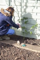 Woman using string to tie in newly planted Thornless Blackberry plant to the wire