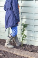 Woman firming in Thornless Blackberry plant