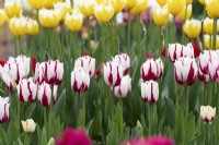 Tulipa 'Burning Fire' - Fringed Tulip