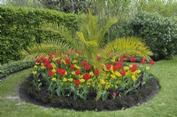 Palm fronds in a circular island flowerbed with red and yellow tulips and primroses, The Regent's Park, London, UK 