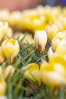 Crocus chrysanthus 'Romance'