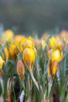 Crocus chrysanthus var. fuscotinctus