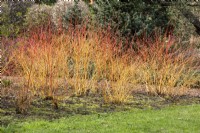 Cornus sanguinea 'Annies Winter Orange' dogwood 