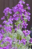 Lunaria annua Honesty