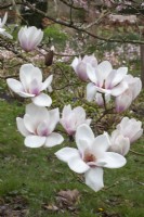 Magnolia 'Milky Way'