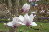 Magnolia 'Athene'