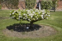 Table Top Apple on MM111 rootstock - Malus domestica 'Michaelmas Red'