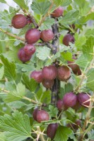 Gooseberry - Ribes uva-crispa 'Hinnonmaki Rod' (syn. Hinnonmaki Red)