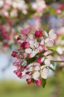 Crab Apple Blossom - Malus scheideckeri 'Exzellenz Thiel'