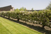 Espalier Apples on M2 rootstock - Malus domestica 'Rosemary Russet'