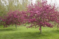 Crab Apple Blossom - Malus hupehensis 'Princeton Cardinal' syn. 'Cardinal'