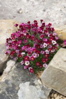 Saxifraga x arendsii 'Touran Deep Red'