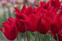 Tulipa 'Red Shine' - Lily Flowered Tulip