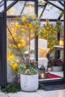 Tree in container underplanted with Skimmia, Ivy and Chamaecyparis