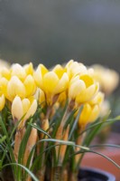 Crocus chrysanthus 'Romance'