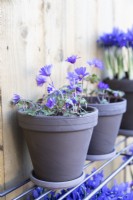 Anemone blanda 'Blue Shades' in terracotta pot