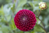 Dahlia 'Burgund' - Ball variety