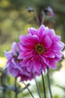 Dahlia 'Fascination'