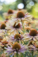 Echinacea 'Big Kahuna' in August