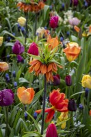 Fritillaria 'Oriental Beauty' planted amongst massed tulips