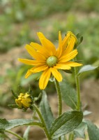 Rudbeckia Green Eyes, summer August