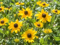 Rudbeckia hirta My Joy, summer August