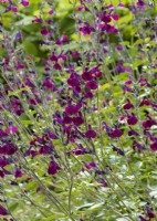 Salvia greggii Emperor, autumn September