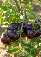 Solanum lycopersicum Black Beauty, summer August